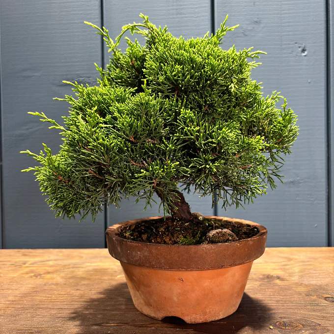 Miniature 1